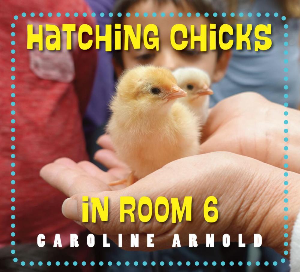 Big bigCover of Hatching Chicks in Room 6