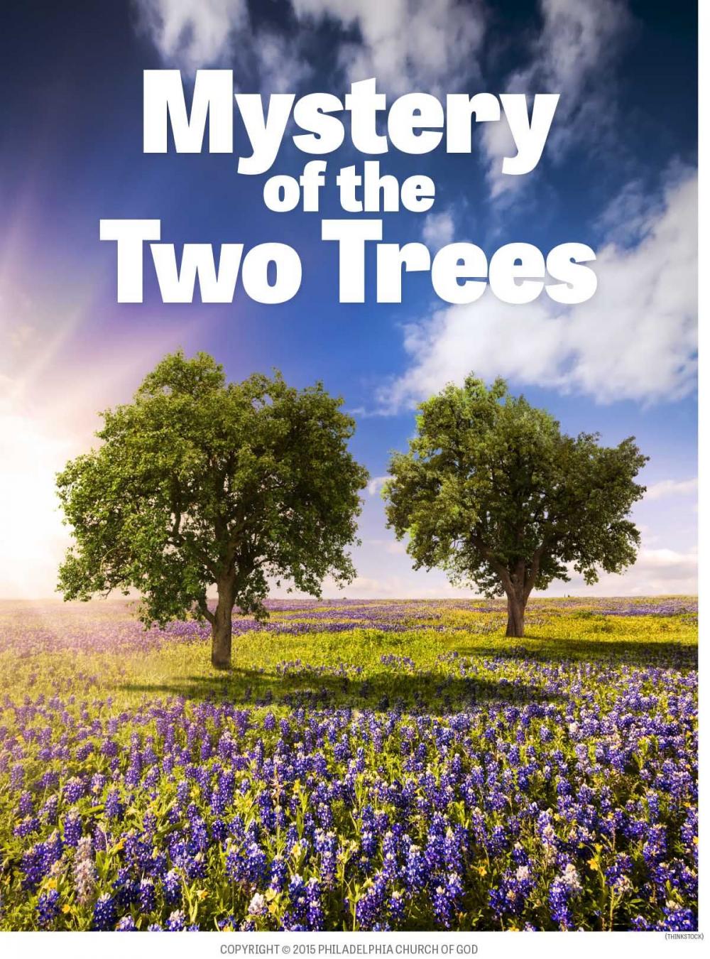 Big bigCover of Mystery of the Two Trees