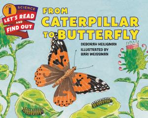 bigCover of the book From Caterpillar to Butterfly by 