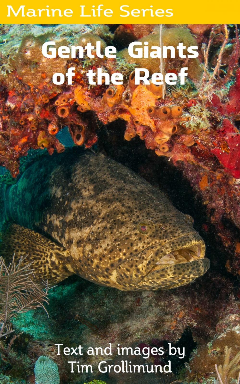 Big bigCover of Goliath Grouper... Gentle Giants of the Reef