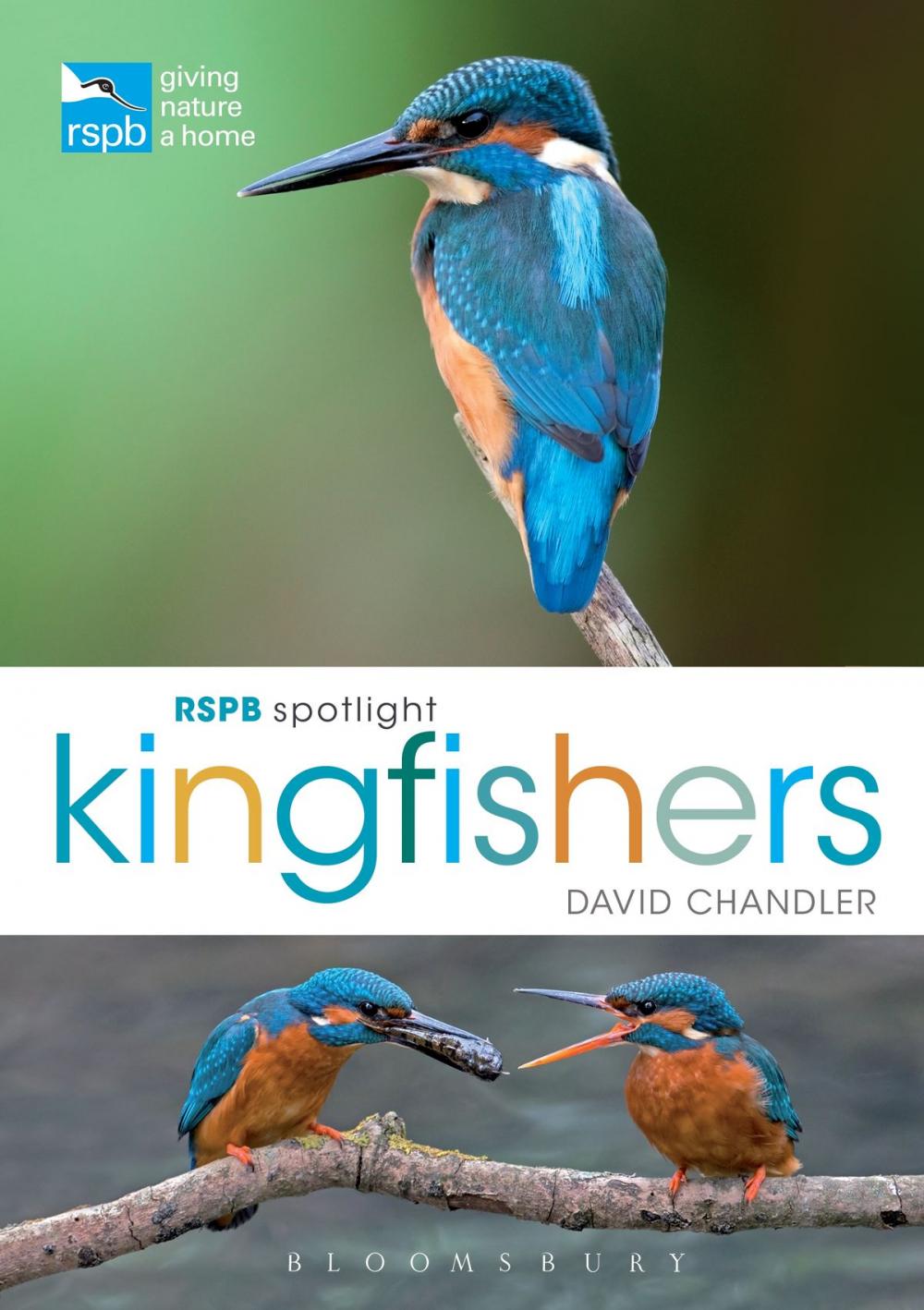 Big bigCover of RSPB Spotlight Kingfishers