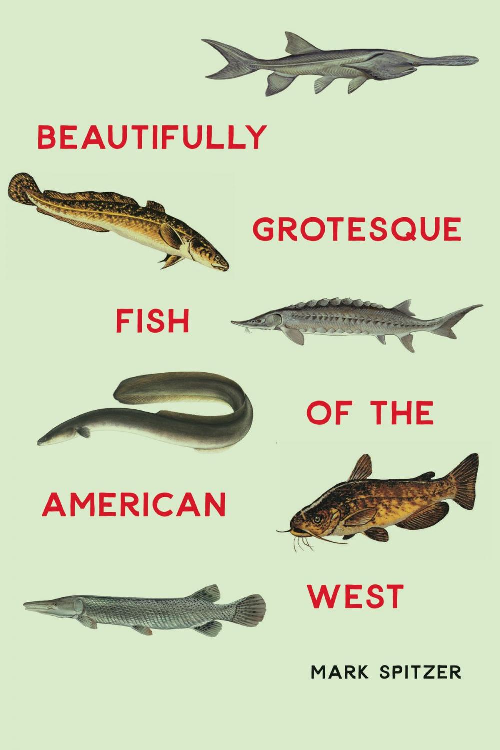 Big bigCover of Beautifully Grotesque Fish of the American West