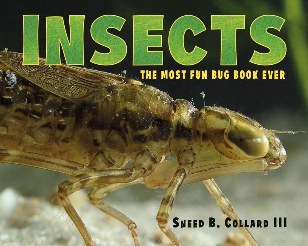 Big bigCover of Insects