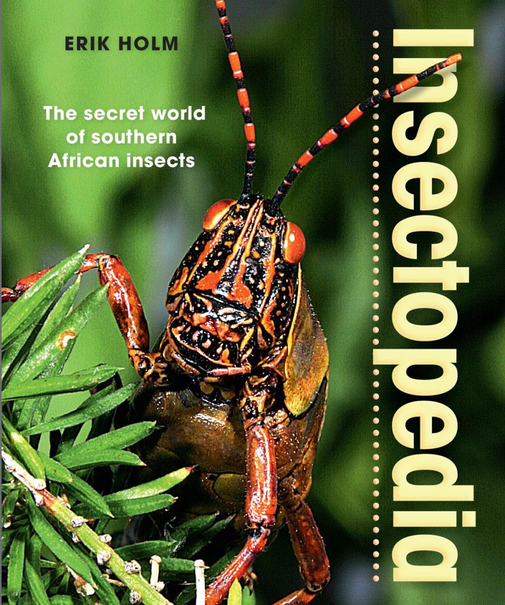 Big bigCover of Insectopedia – The secret world of southern African insects