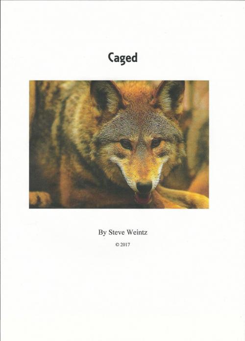 Cover of the book Caged by Steve Weintz, Steve Weintz