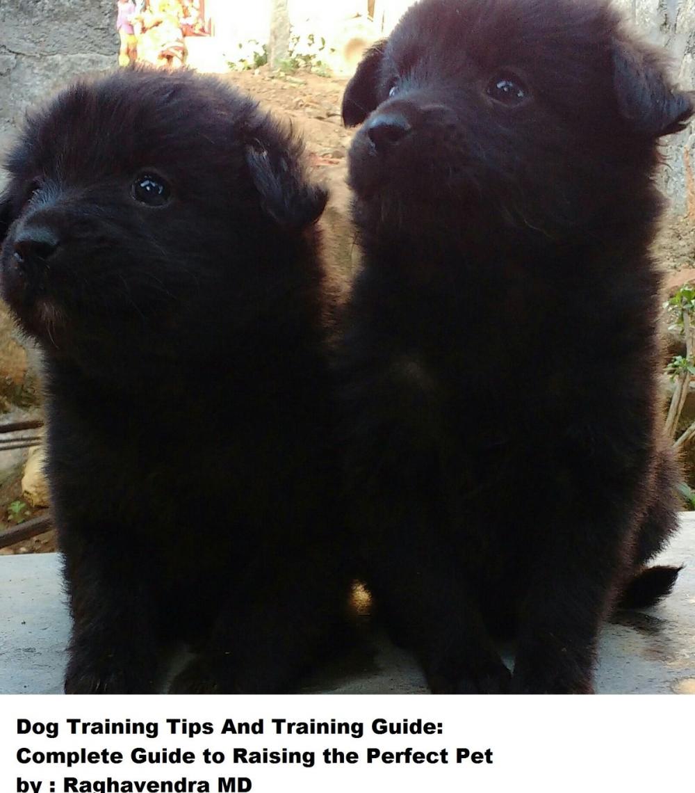 Big bigCover of Dog Training Tips and Training Guide