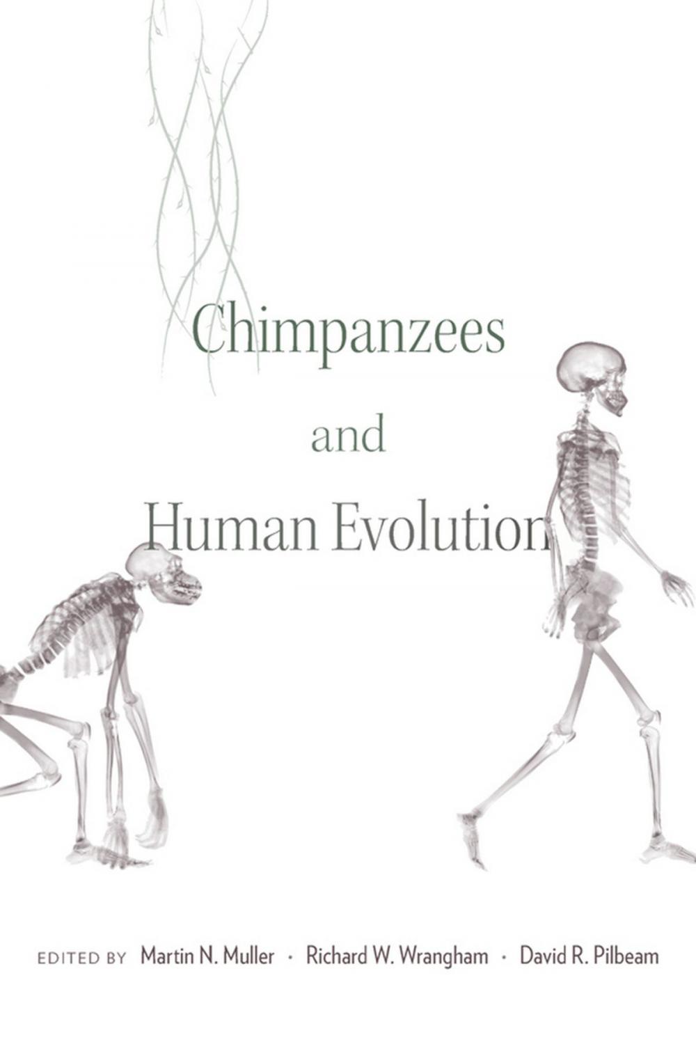 Big bigCover of Chimpanzees and Human Evolution