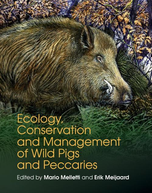 Cover of the book Ecology, Conservation and Management of Wild Pigs and Peccaries by , Cambridge University Press