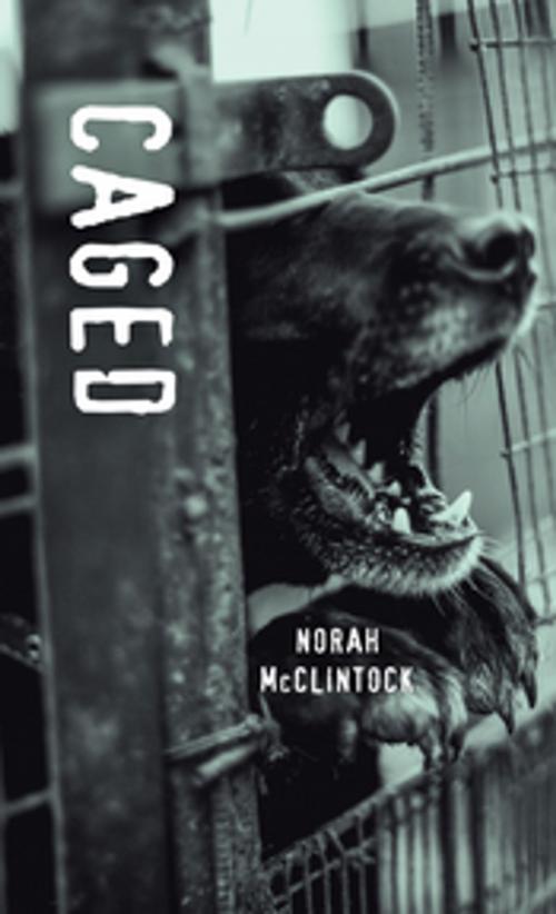 Cover of the book Caged by Norah McClintock, Orca Book Publishers