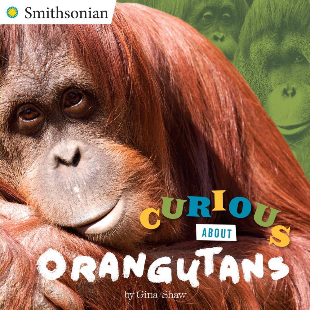 Big bigCover of Curious About Orangutans