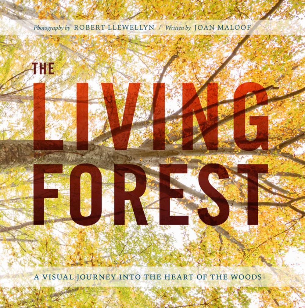 Big bigCover of The Living Forest