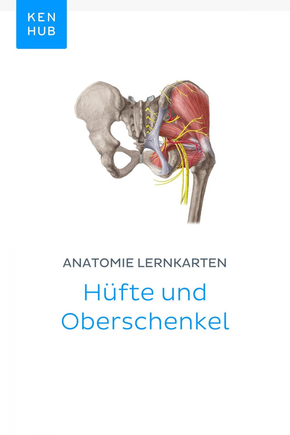 Big bigCover of Anatomie Lernkarten: Hüfte und Oberschenkel