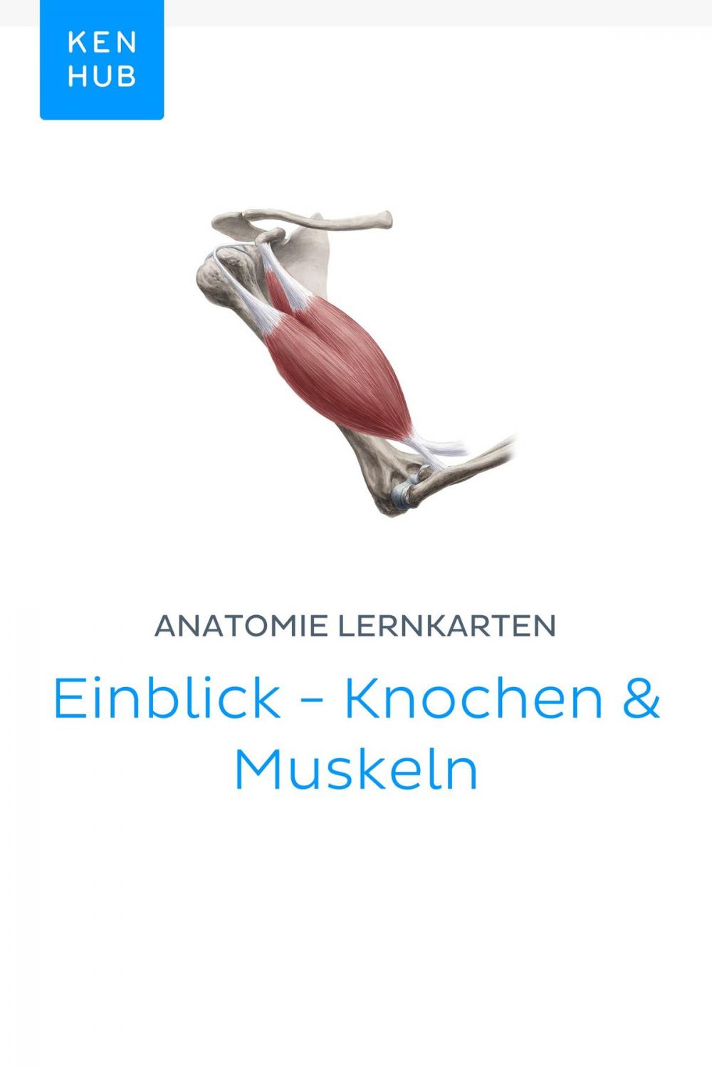 Big bigCover of Anatomie Lernkarten: Einblick - Knochen & Muskeln