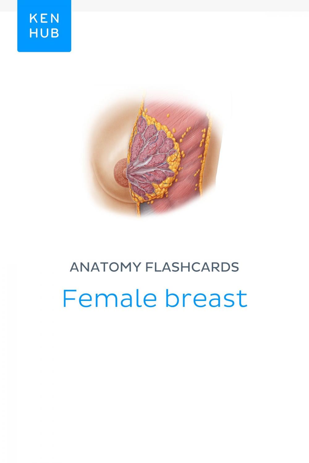 Big bigCover of Anatomy flashcards: Female breast