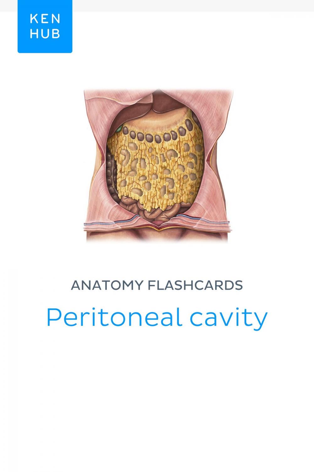 Big bigCover of Anatomy flashcards: Peritoneal cavity