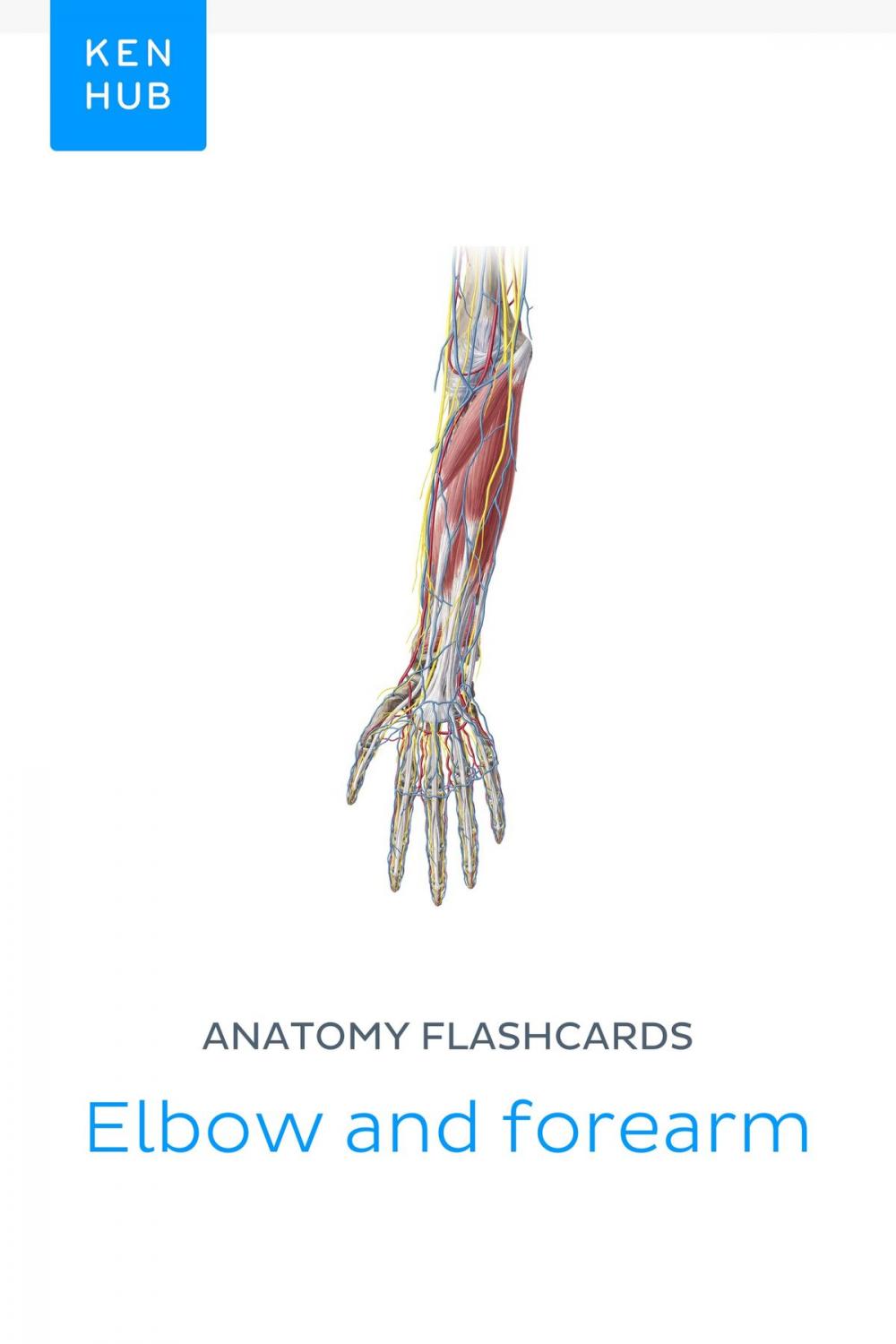 Big bigCover of Anatomy flashcards: Elbow and forearm