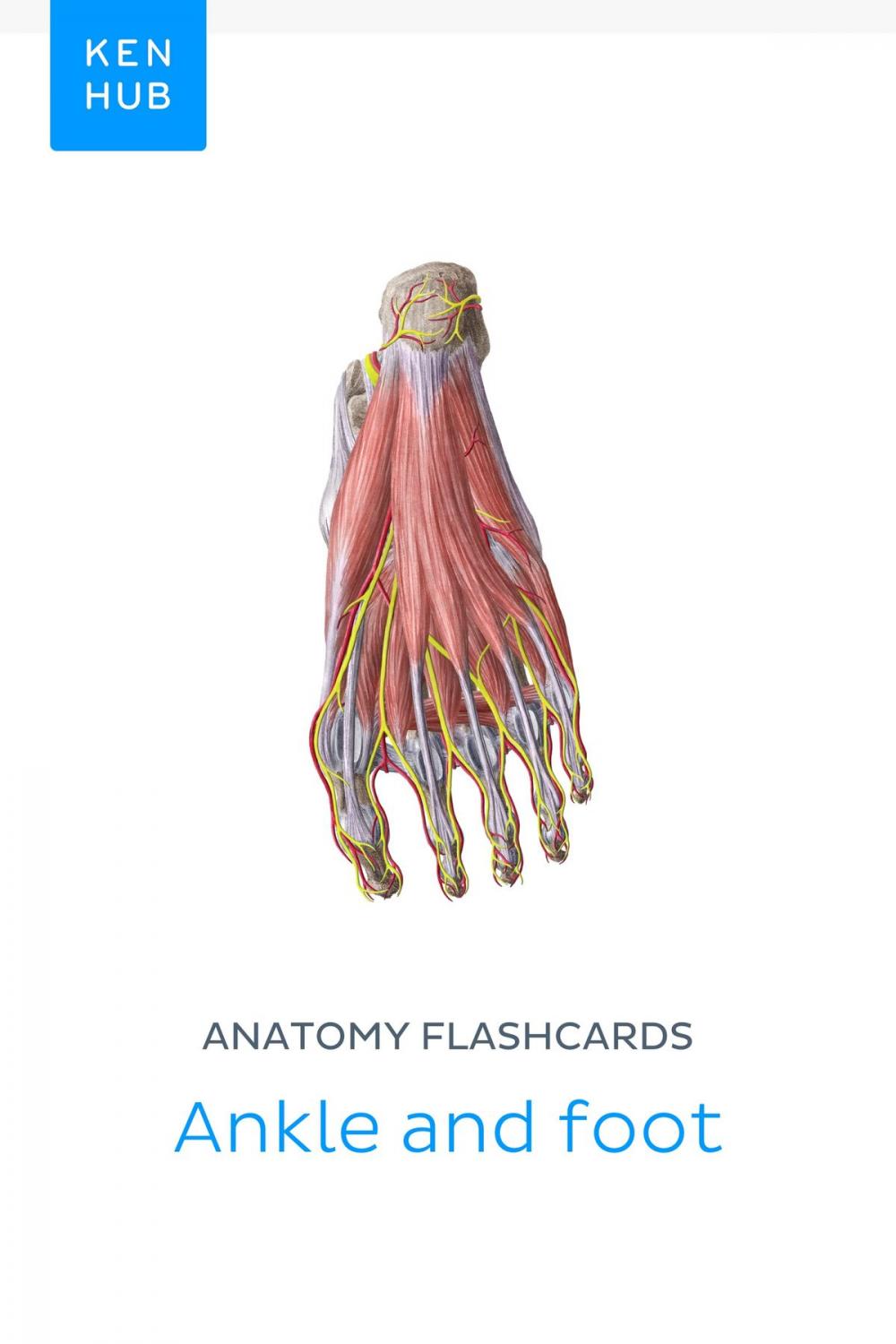 Big bigCover of Anatomy flashcards: Ankle and foot