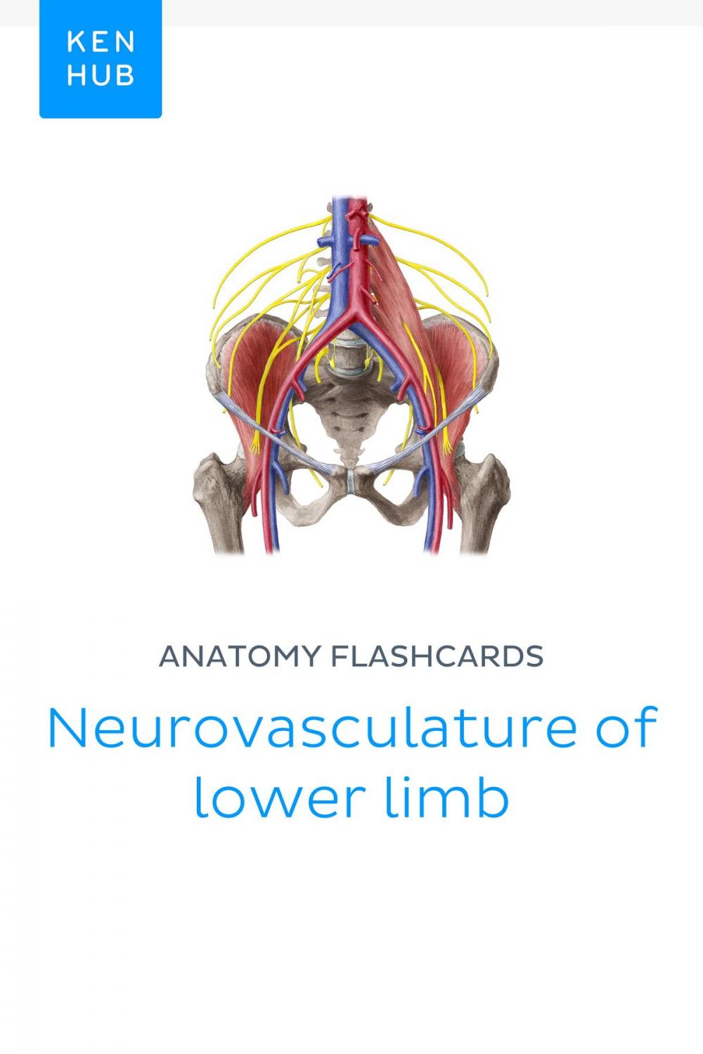 Big bigCover of Anatomy flashcards: Neurovasculature of lower limb