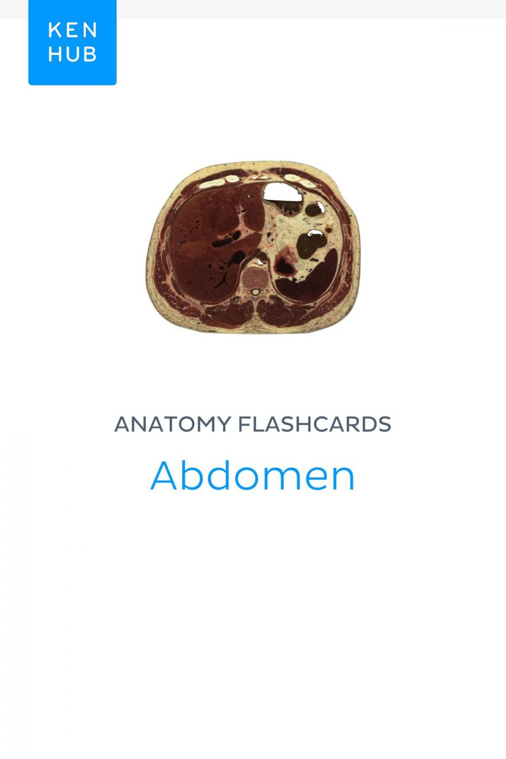 Big bigCover of Anatomy flashcards: Abdomen
