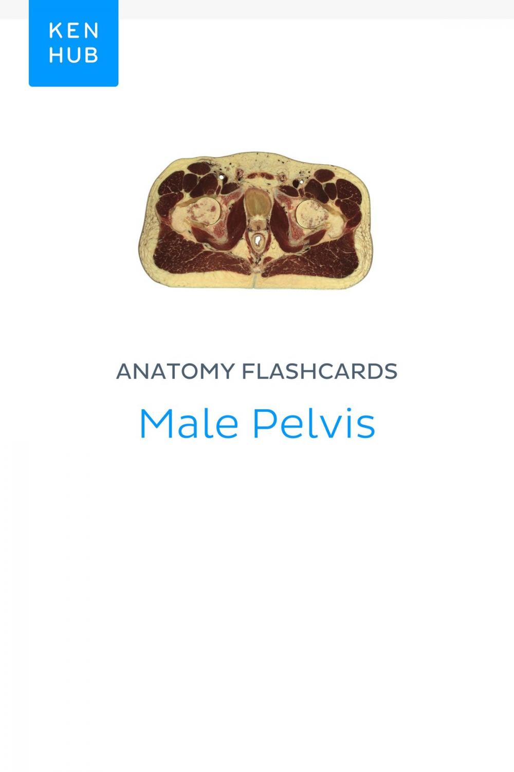 Big bigCover of Anatomy flashcards: Male Pelvis