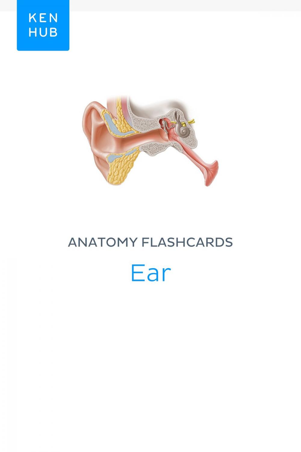 Big bigCover of Anatomy flashcards: Ear