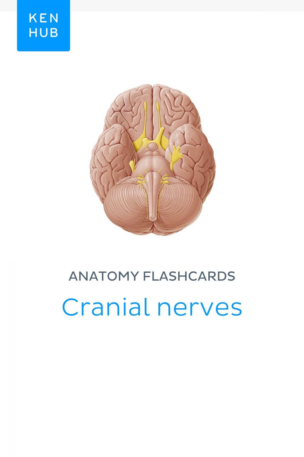 Big bigCover of Anatomy flashcards: Cranial nerves