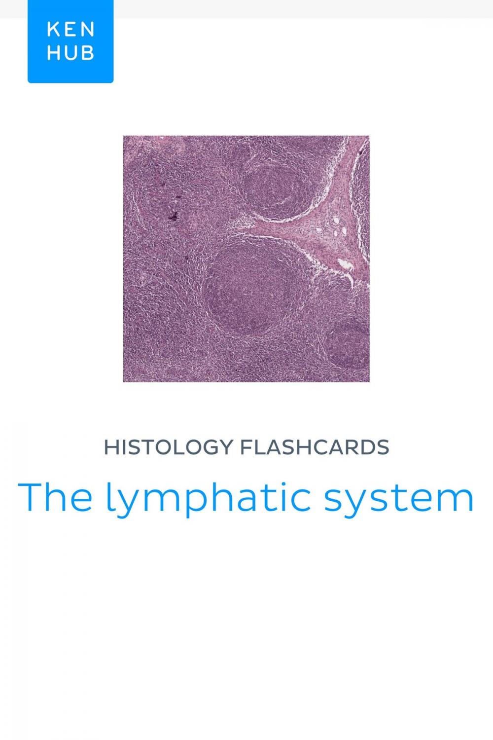 Big bigCover of Histology flashcards: The lymphatic system