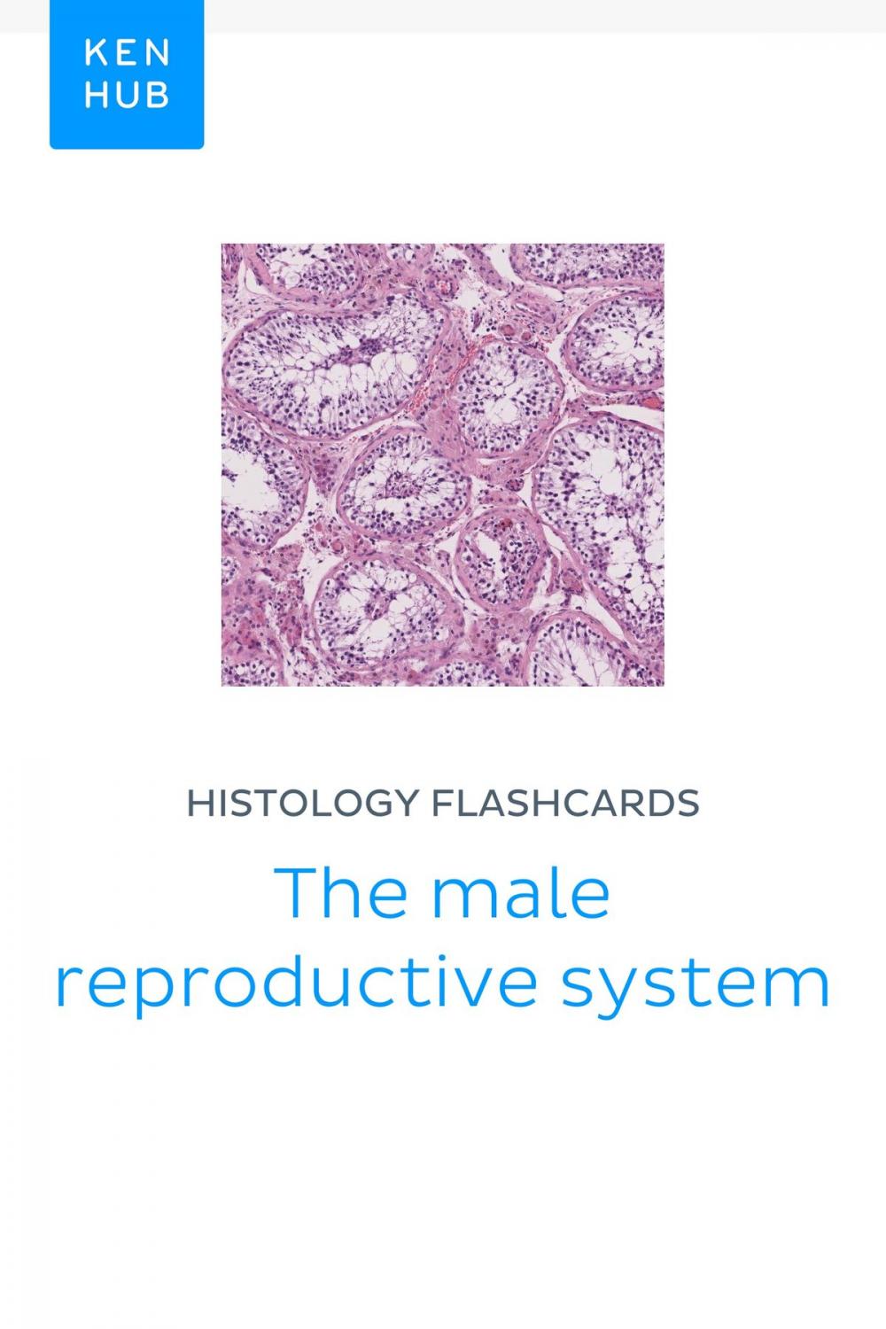 Big bigCover of Histology flashcards: The male reproductive system