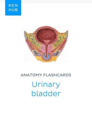 Cover of the book Anatomy flashcards: Urinary bladder by DANIELA PIEGAI