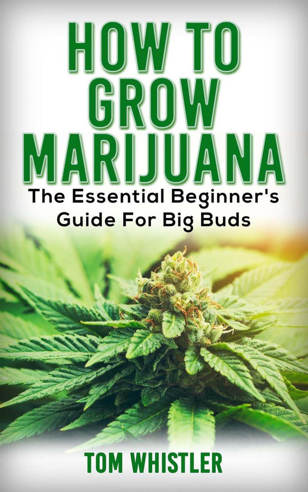 Big bigCover of How to Grow Marijuana : The Essential Beginner’s Guide for Big Buds