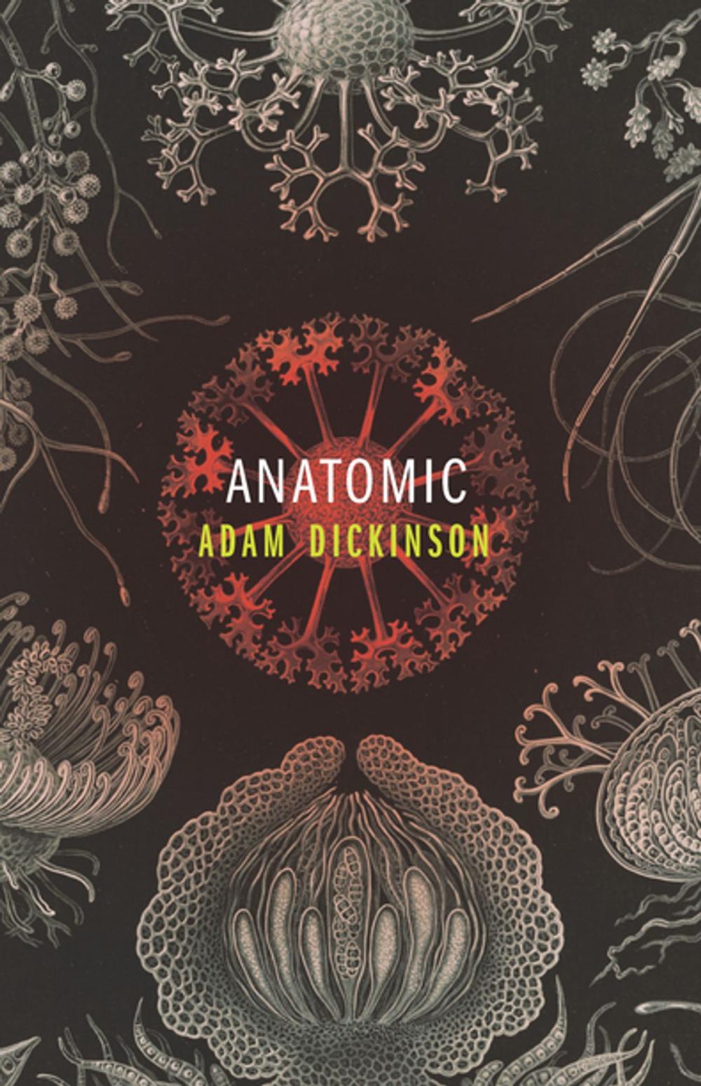 Big bigCover of Anatomic