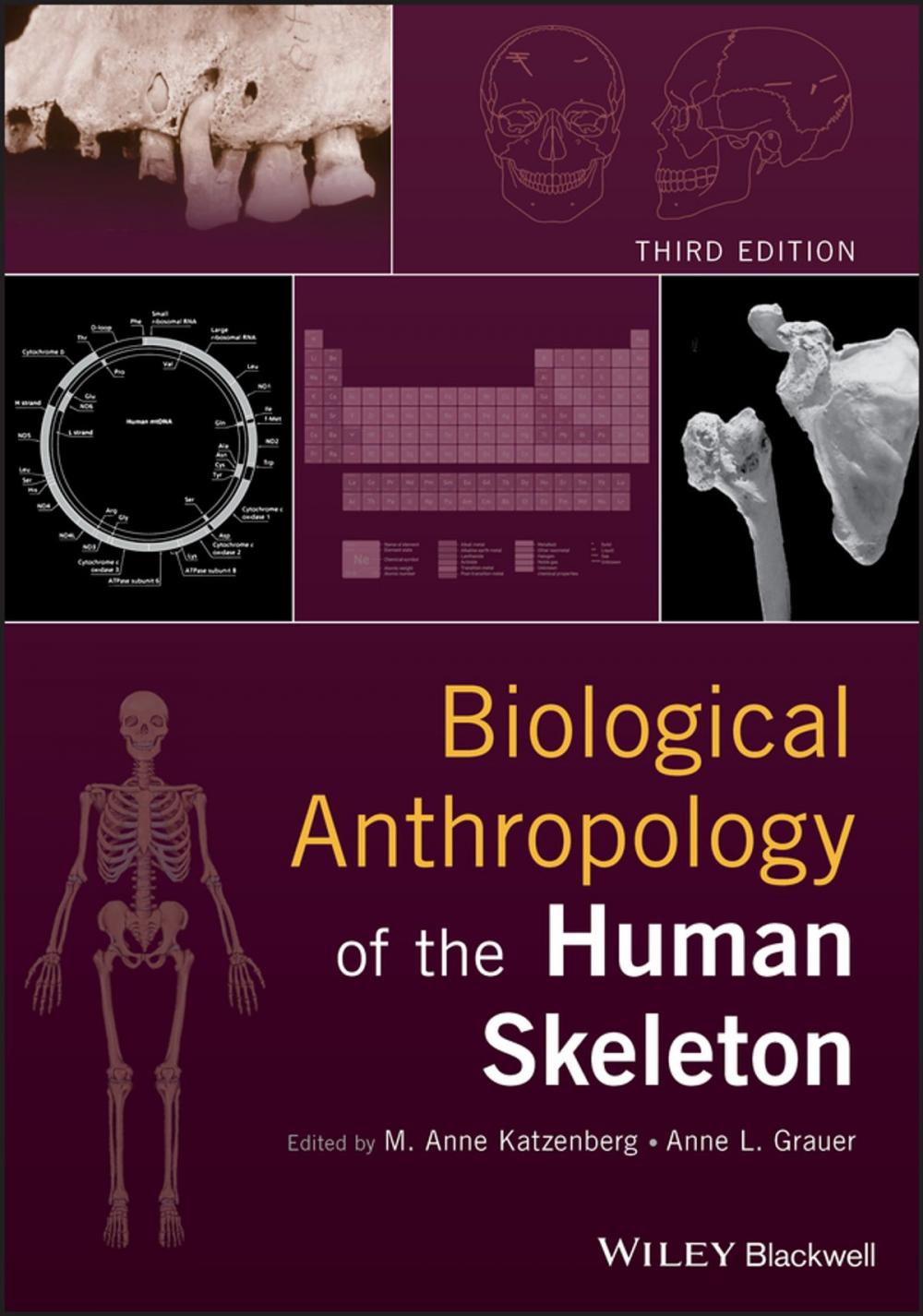 Big bigCover of Biological Anthropology of the Human Skeleton