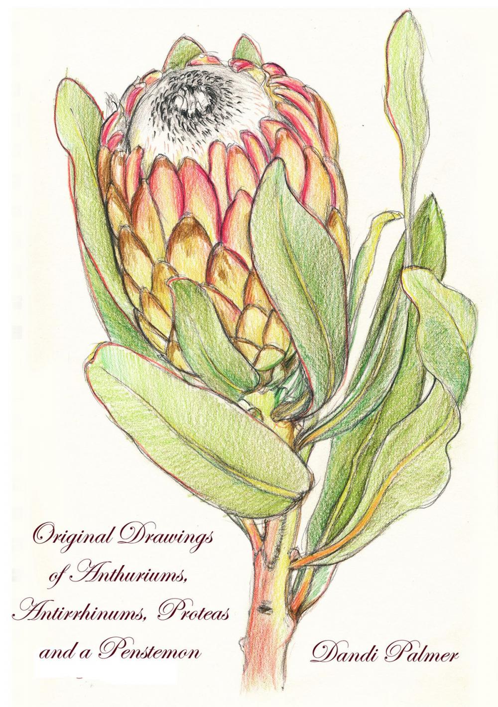 Big bigCover of Original Drawings of Anthuriums, Antirrhinums, Proteas and a Penstemon