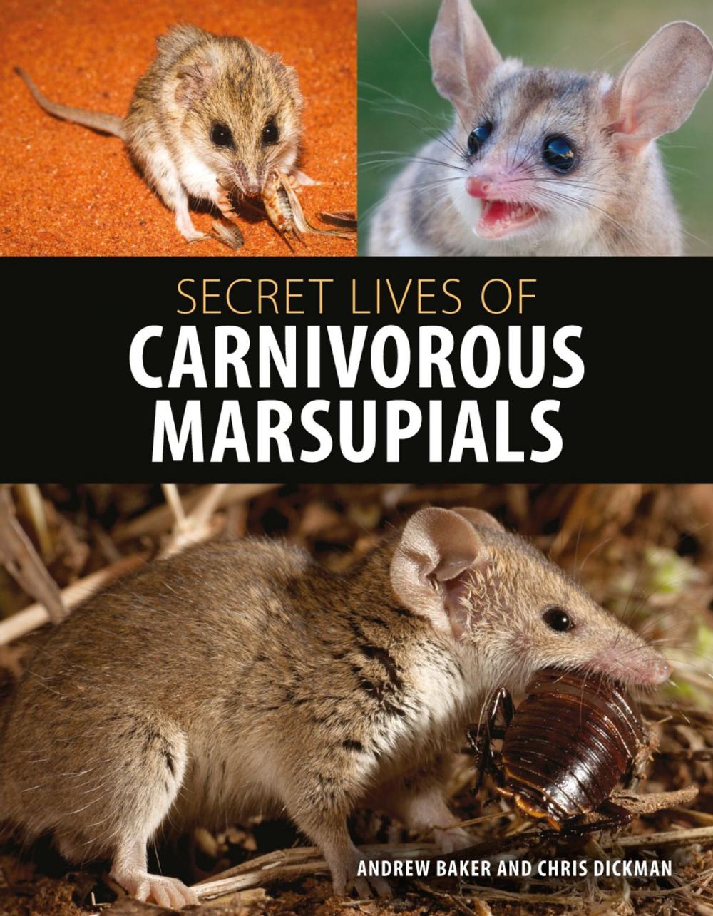 Big bigCover of Secret Lives of Carnivorous Marsupials