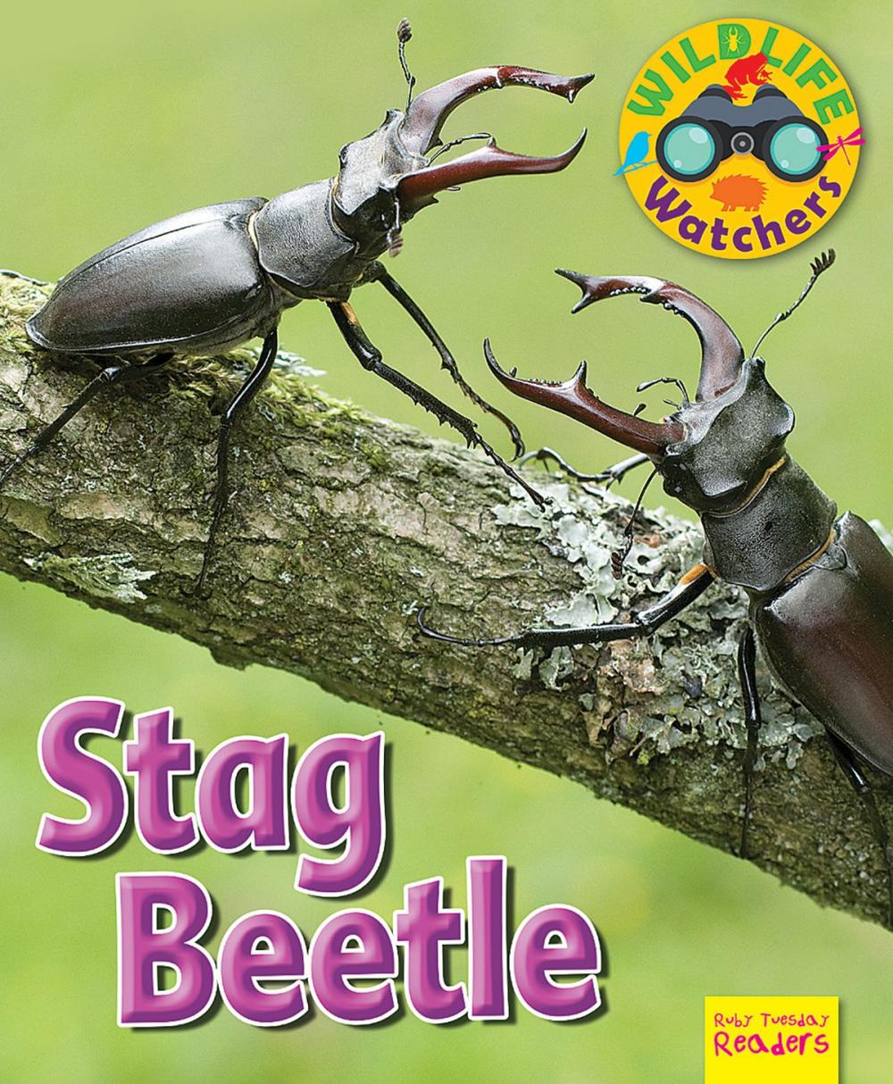 Big bigCover of Stag Beetle