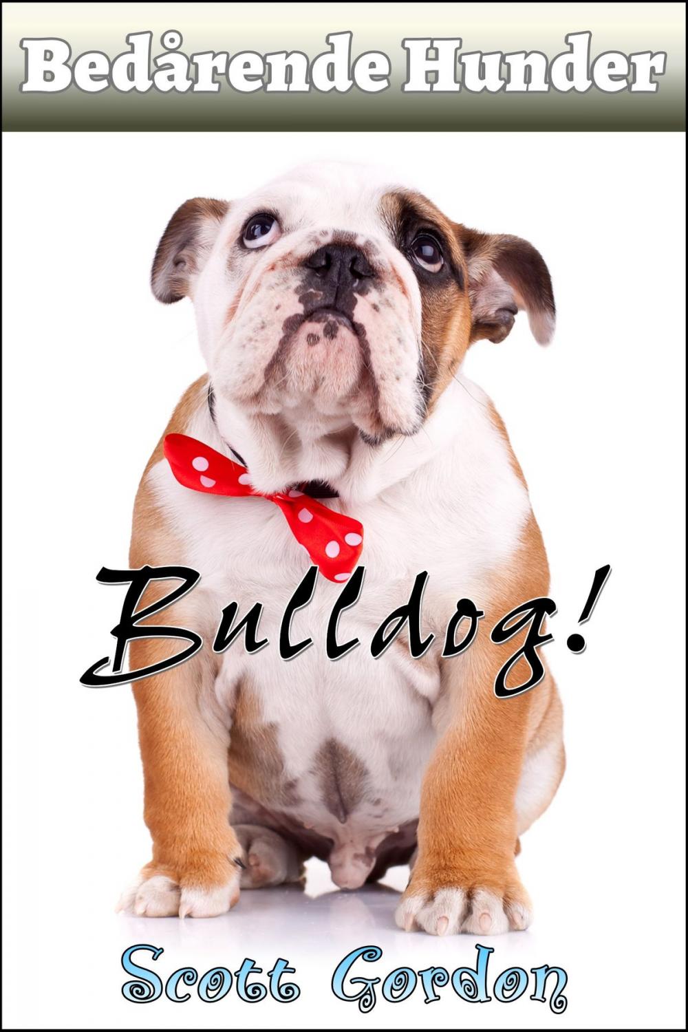 Big bigCover of Bedårende Hunder: Bulldog