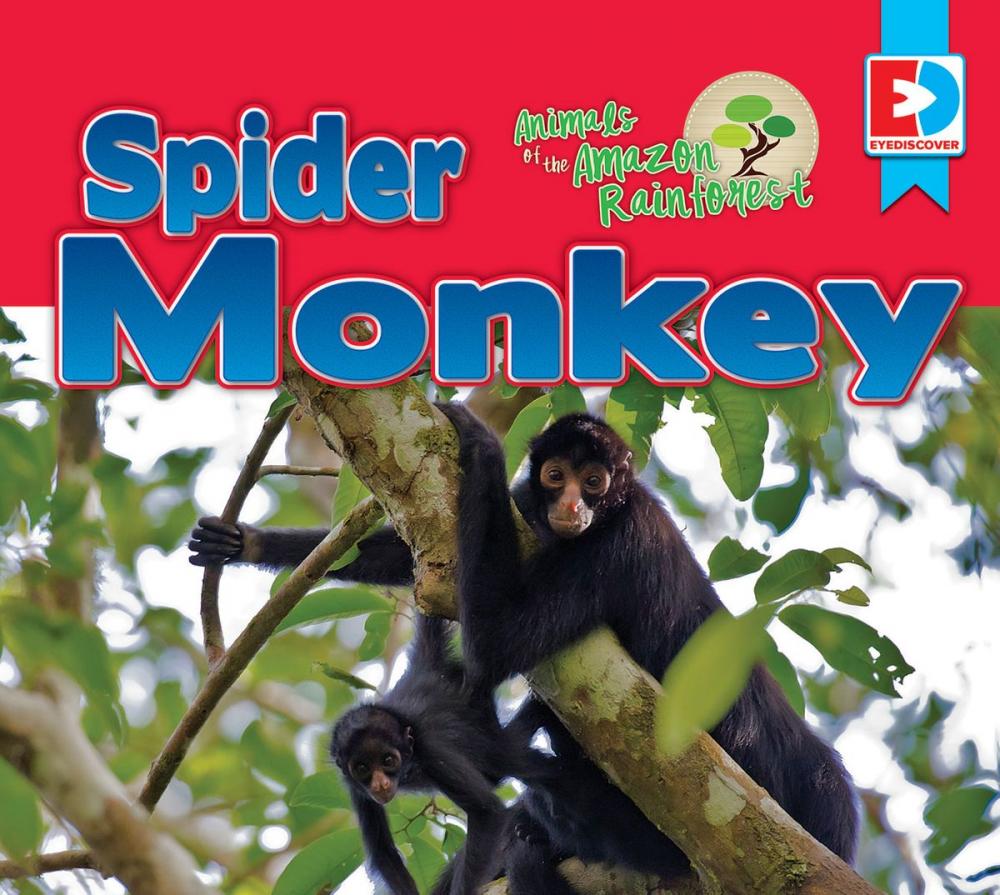 Big bigCover of Animals of the Amazon Rainforest: Spider Monkey