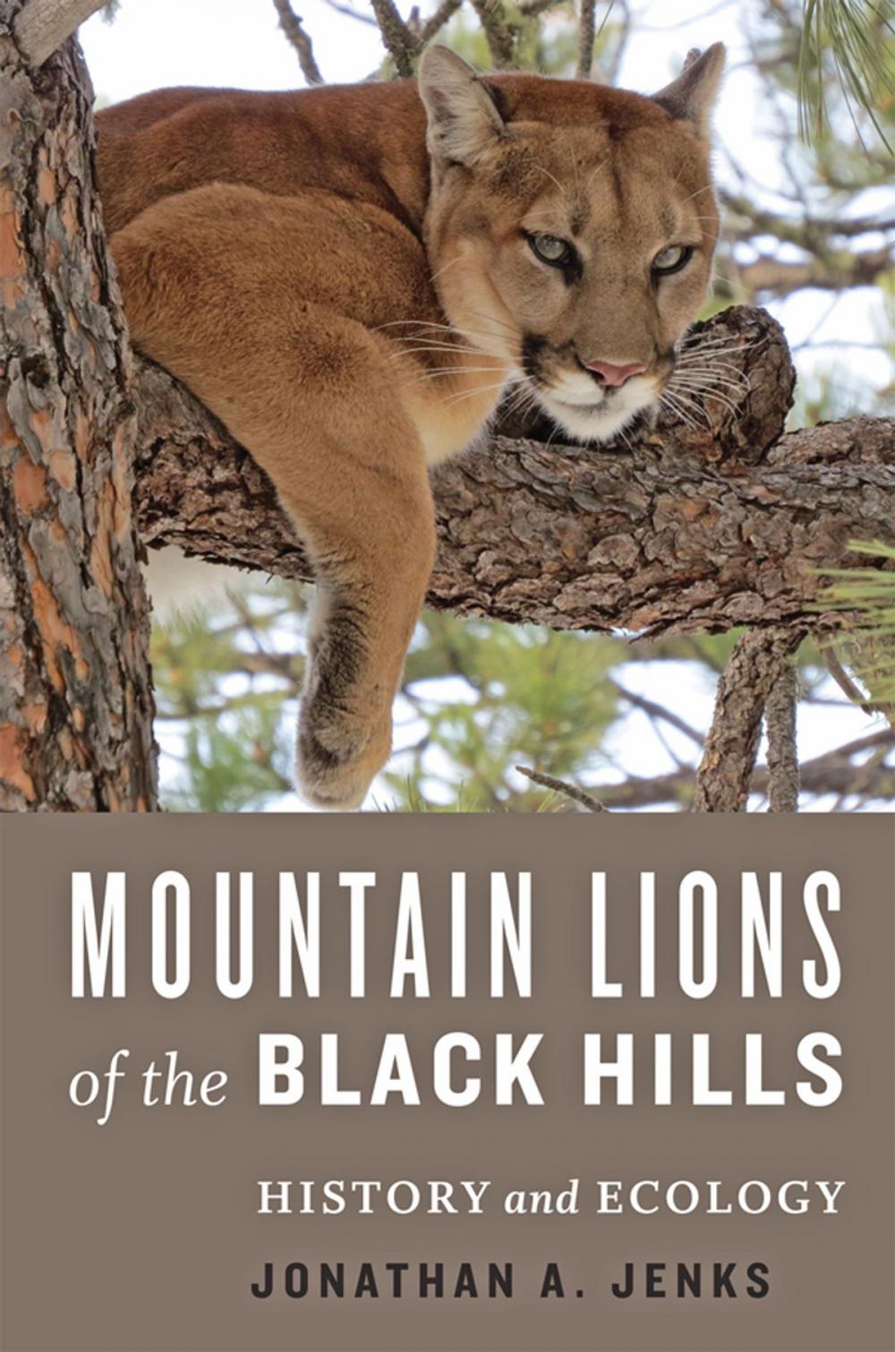 Big bigCover of Mountain Lions of the Black Hills