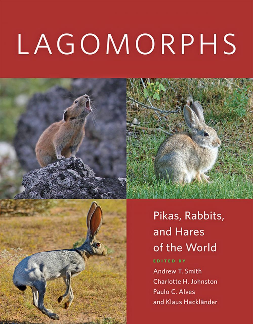 Big bigCover of Lagomorphs