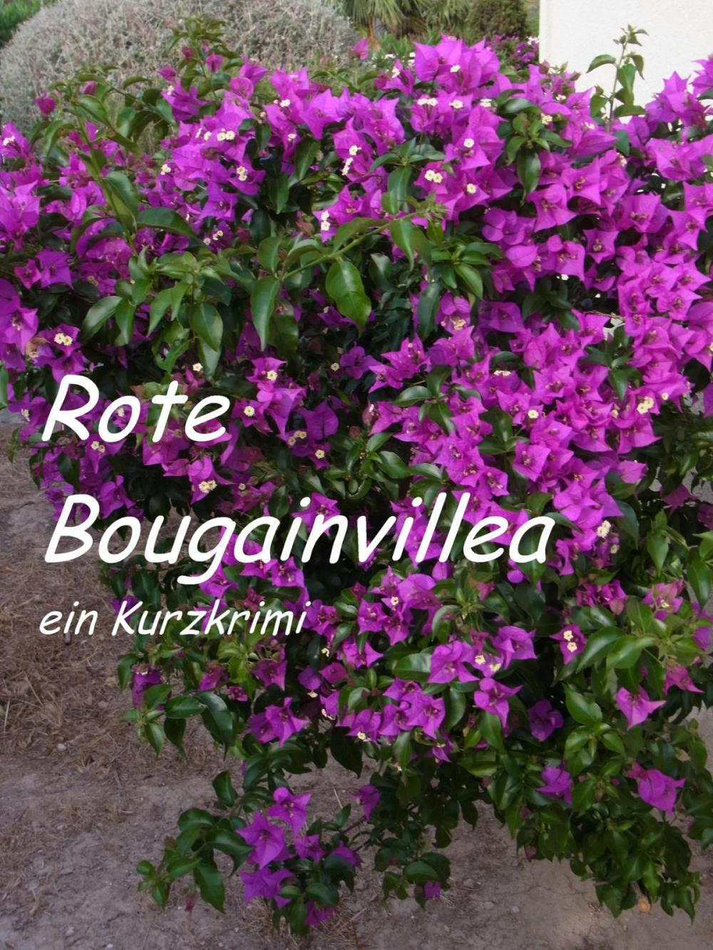 Big bigCover of Rote Bougainvillea