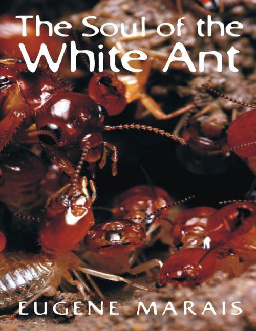 Cover of the book The Soul of the White Ant by Eugene Marais, Lulu.com