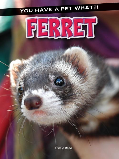 Cover of the book Ferret by Cristie Reed, Rourke Educational Media