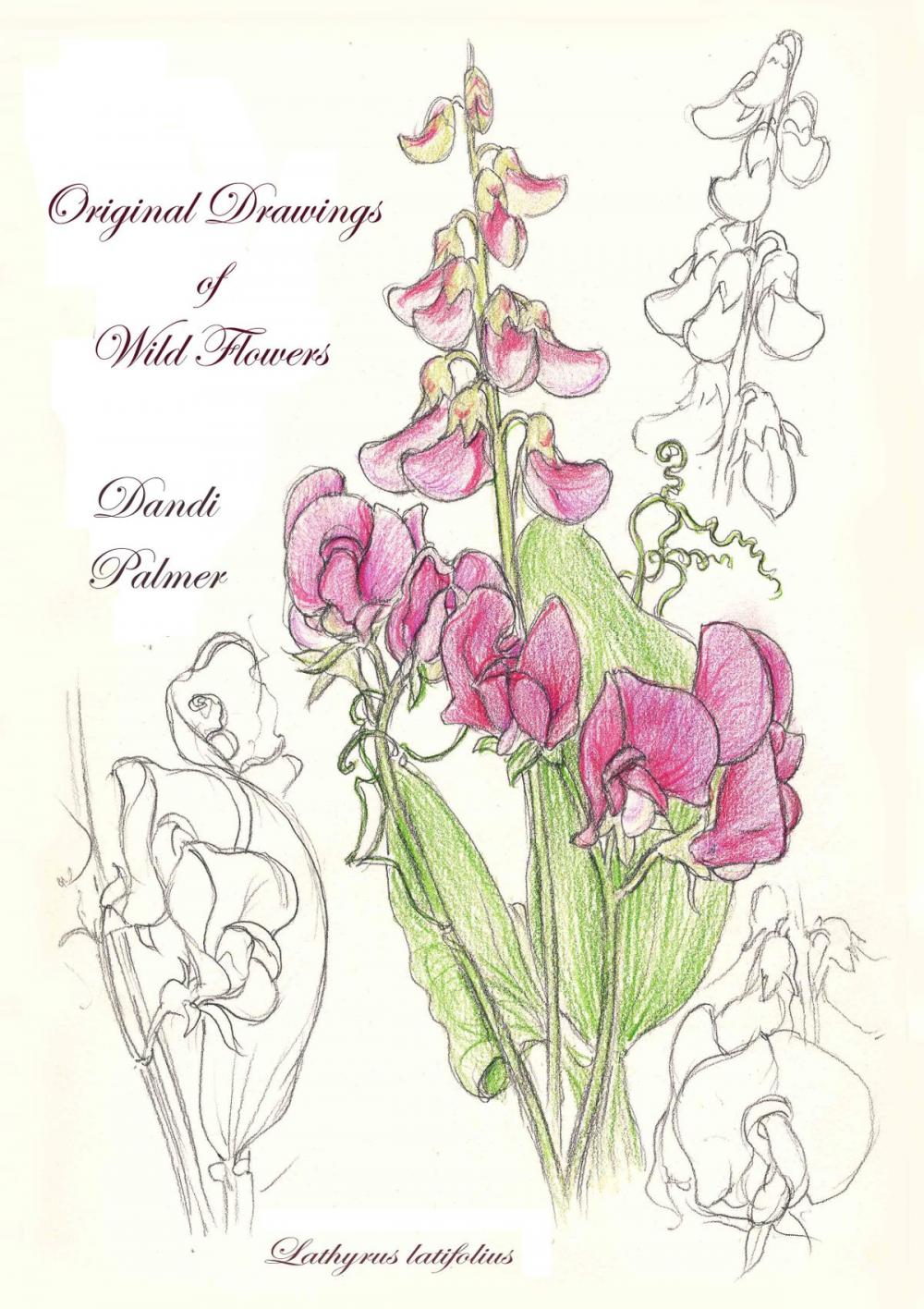 Big bigCover of Original Drawings of Wild Flowers