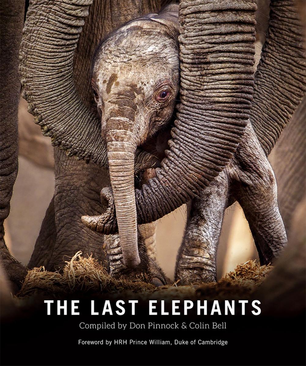 Big bigCover of The Last Elephants