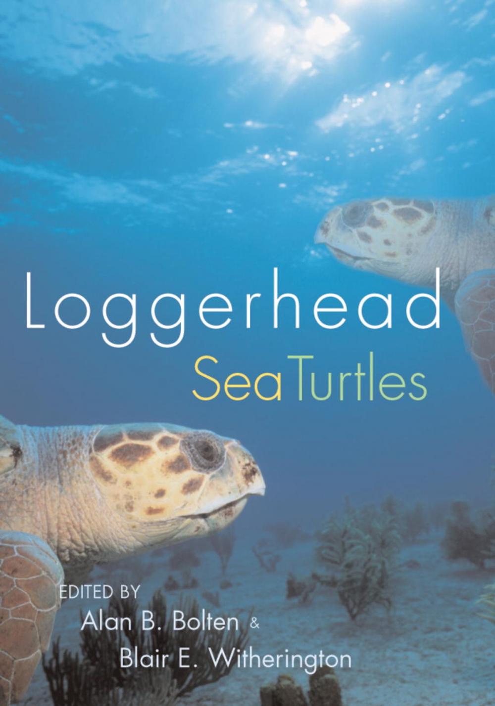 Big bigCover of Loggerhead Sea Turtles